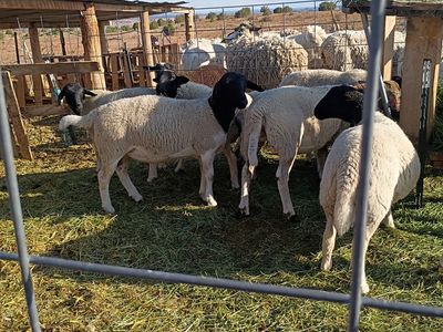 Dorper ewe lambs