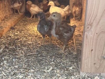 5weeks Female chicks - mystic onyx, Easter eggers, silver laced, golden comet, leghorn