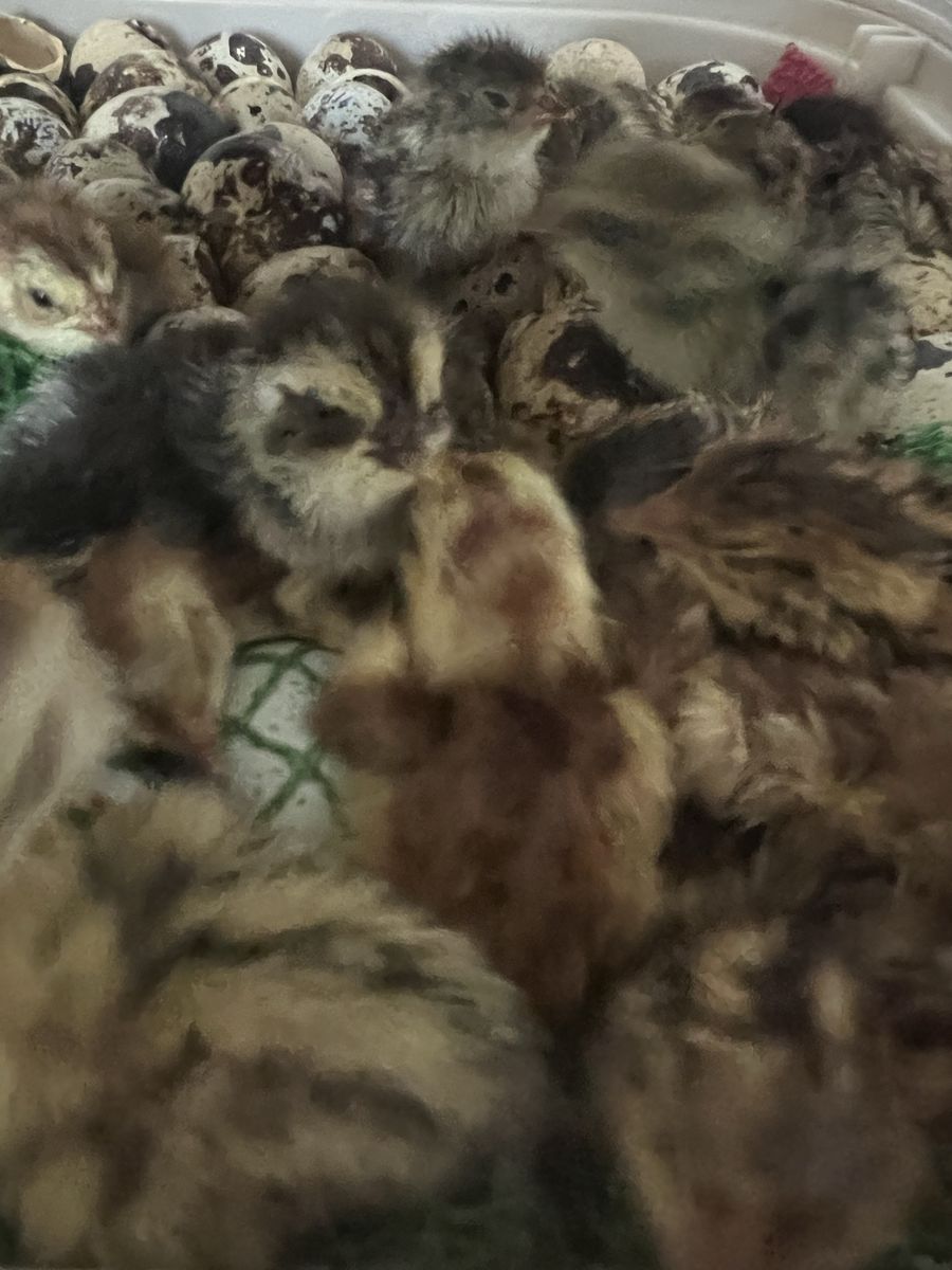 Japanese Coturnix  quail chicks