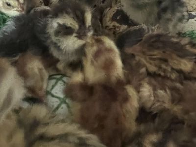 Japanese Coturnix quail chicks