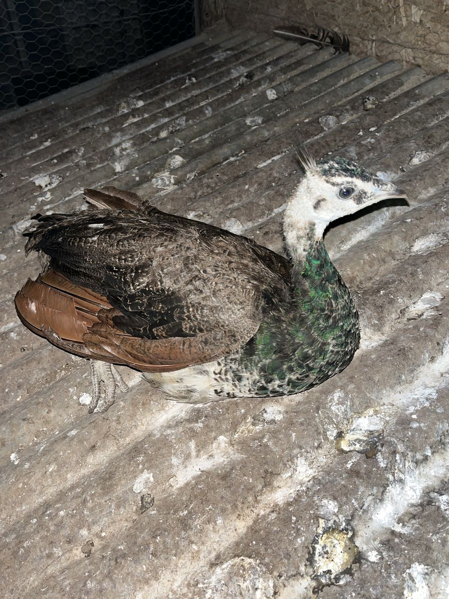Juvenile Indian Blue Peacock