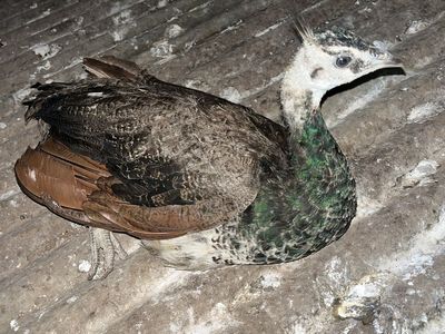 Juvenile Indian Blue Peacock