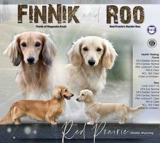 AKC Dachshund Puppies - Longhaired Cream & Shaded Cream Pedigree