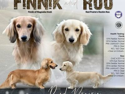 AKC Dachshund Puppies - Longhaired Cream & Shaded Cream Pedigree