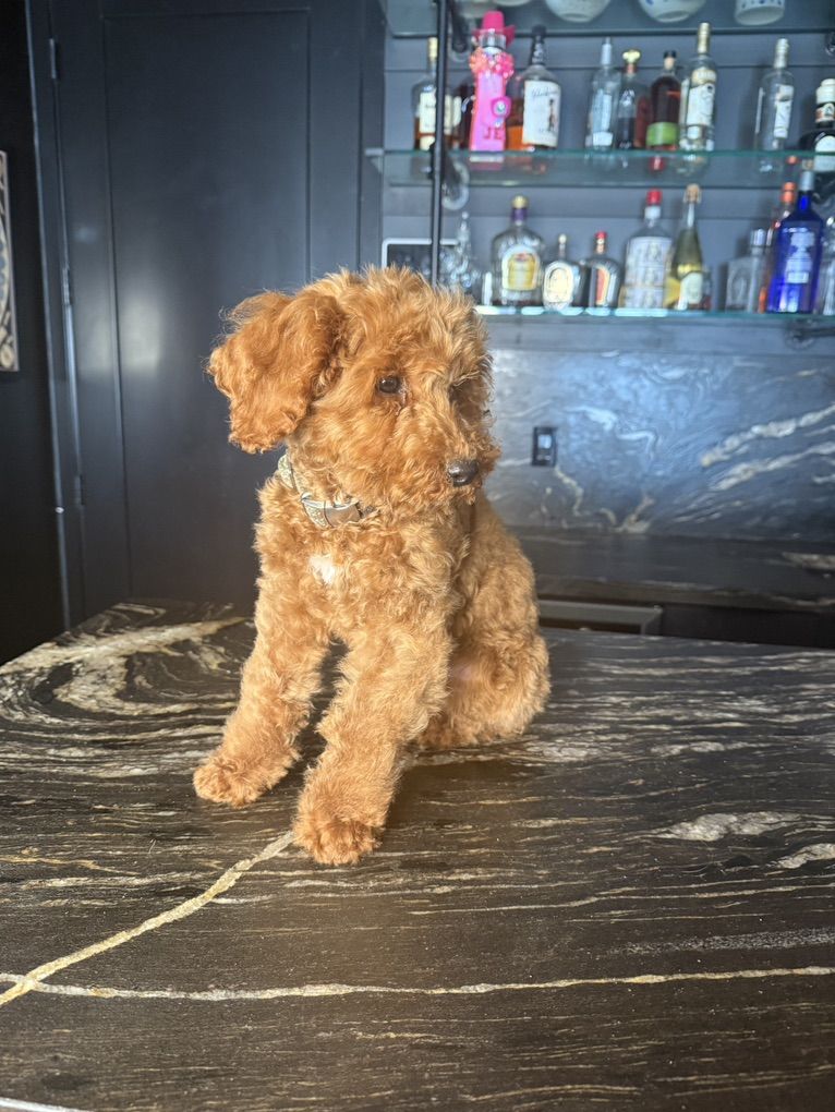 Tiny Goldendoodle Boy Doggy Door And Crate Trained