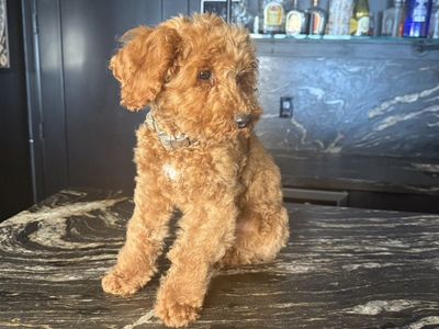 Tiny Goldendoodle Boy Doggy Door And Crate Trained