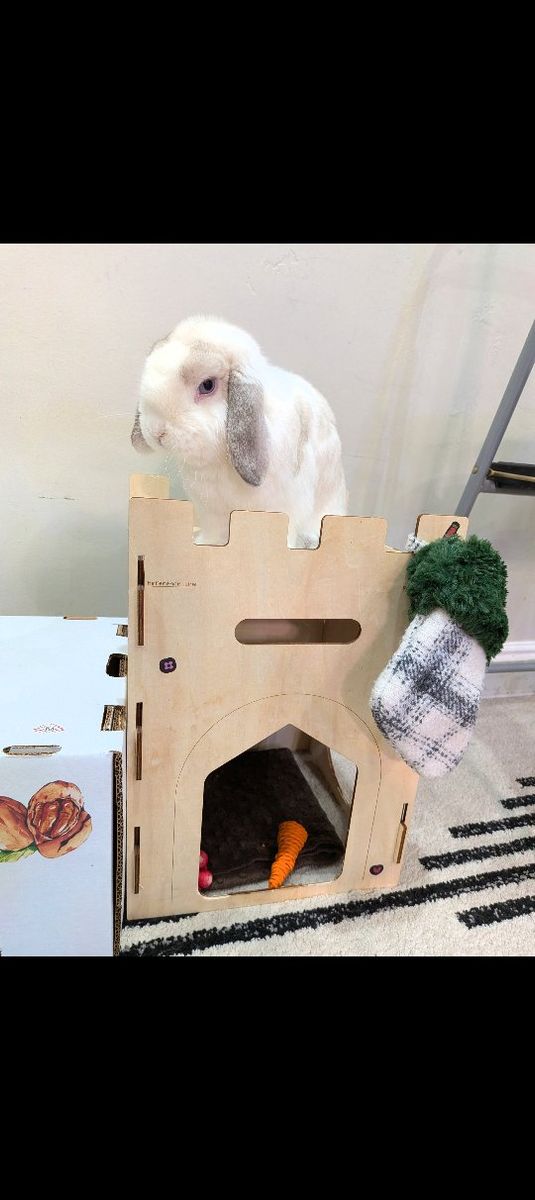 1.5 year old male Lop eared rabbit