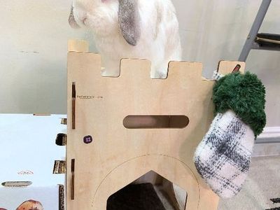1.5 year old male Lop eared rabbit