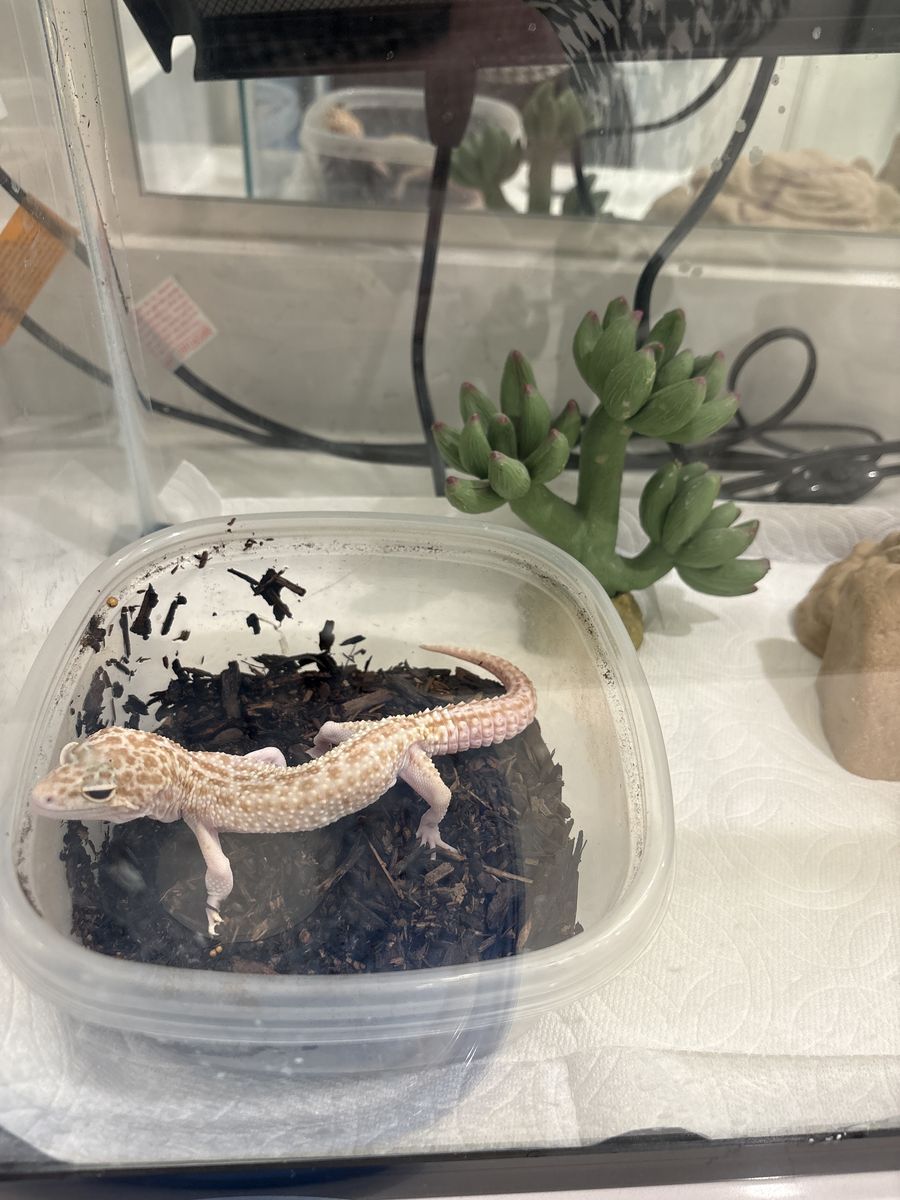 Lepoard Gecko & Habitat