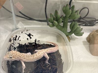 Lepoard Gecko & Habitat