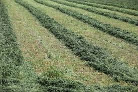 Fresh Cut Alfalfa