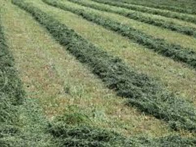 Fresh Cut Alfalfa