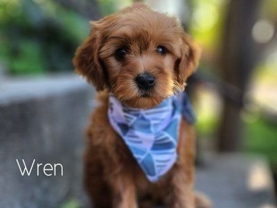 TRAINED Mini Goldendoodle Male