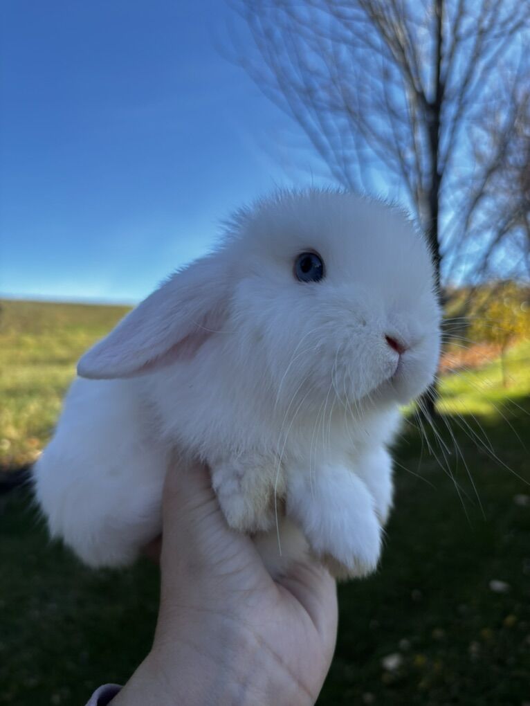 Holland lop bunnies