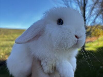 Holland lop bunnies