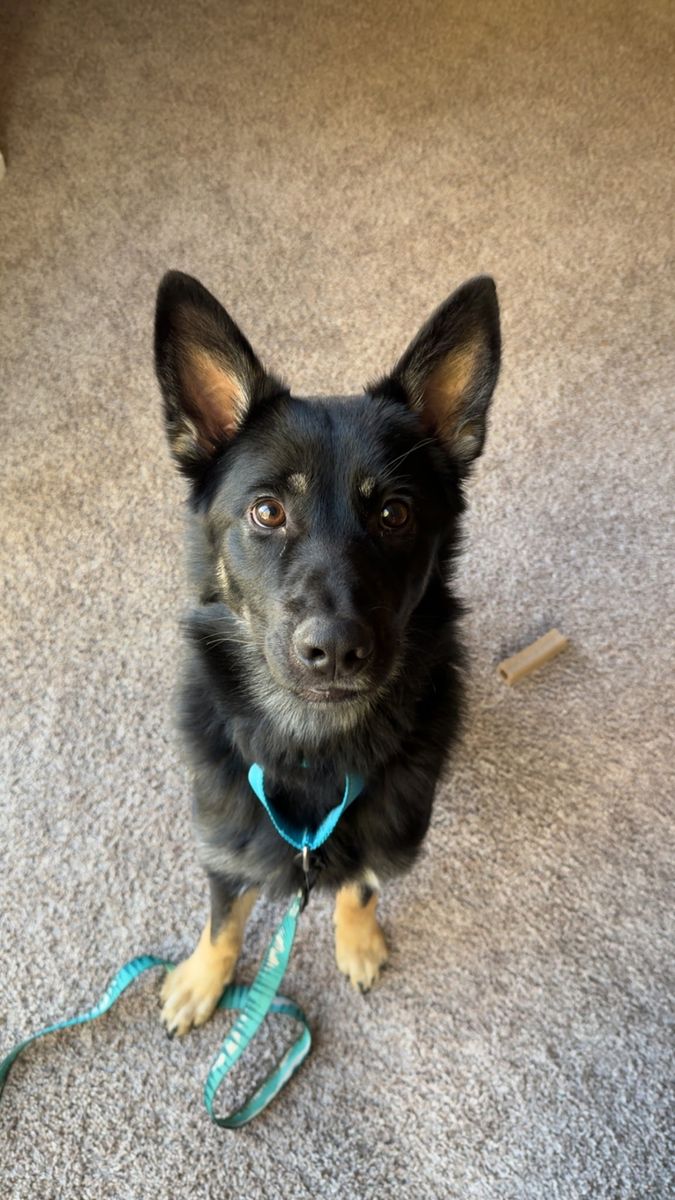 German Shepherd