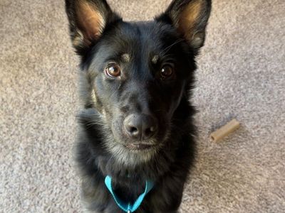 German Shepherd
