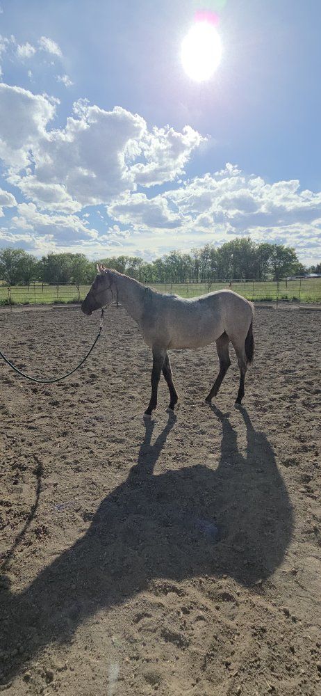 2025 AQHA grulla roan filly