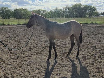 2025 AQHA grulla roan filly