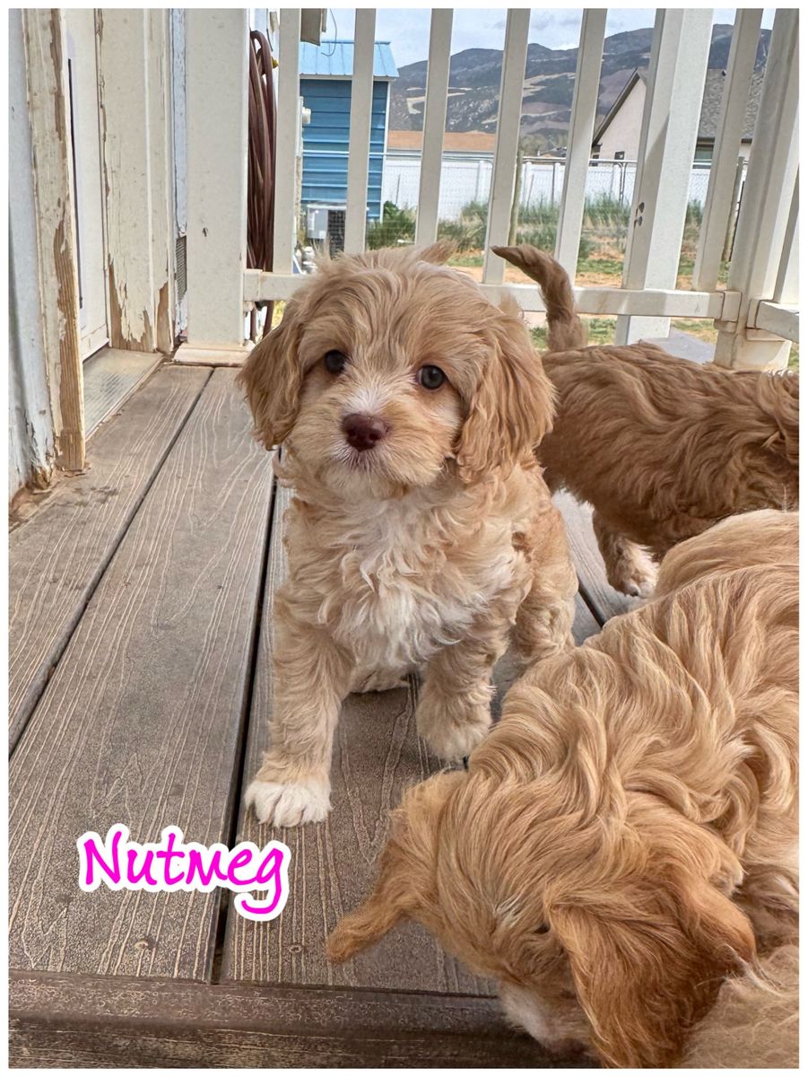 F1 Cavapoos