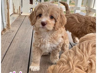 F1 Cavapoos