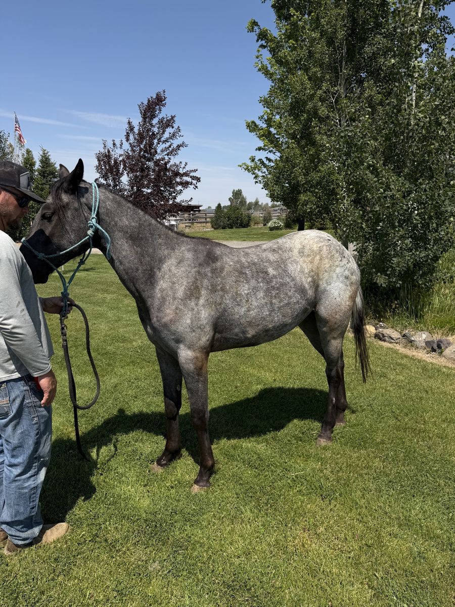 1/4 Draft Blue Roan Appaloosa