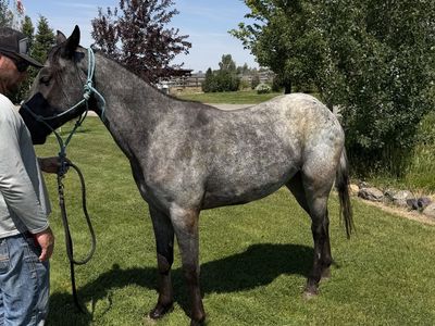 1/4 Draft Blue Roan Appaloosa