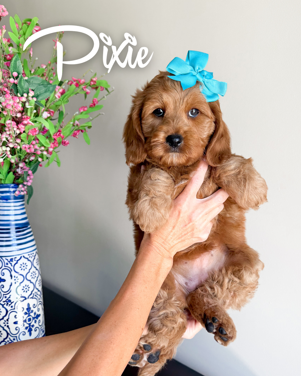 Cavapoo girl, Pixie