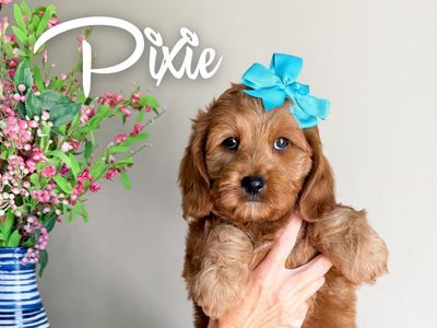Cavapoo girl, Pixie