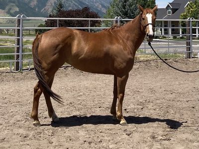 CONN CREEK mare!