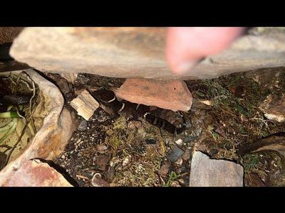 Chinese Cave Gecko With Setup