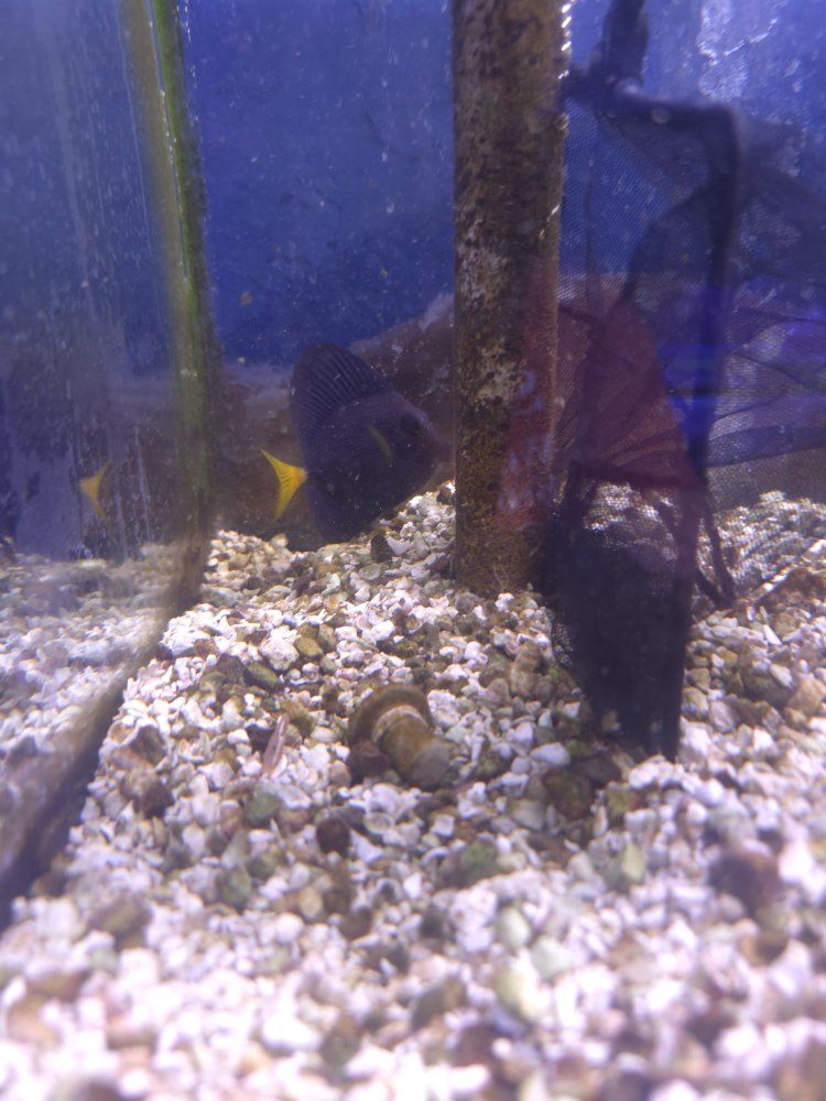 Purple Tang Saltwater Fish (Zebrasoma xanthurum) Live Marine Aquarium Fish