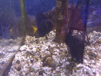 Purple Tang Saltwater Fish (Zebrasoma xanthurum) Live Marine Aquarium Fish