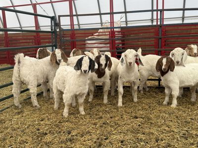 Show goats county fair FFA 4H