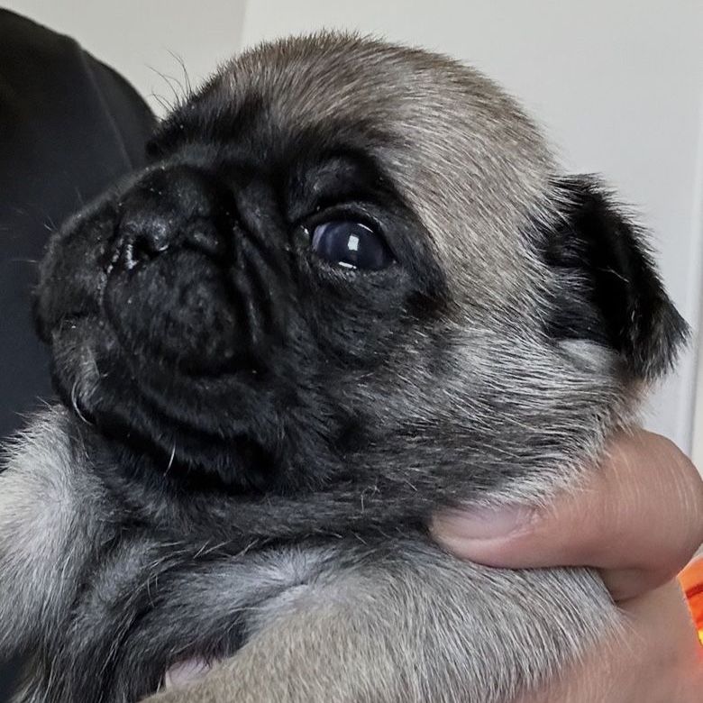 PUREBRED PUG FEMALE PUPPIES