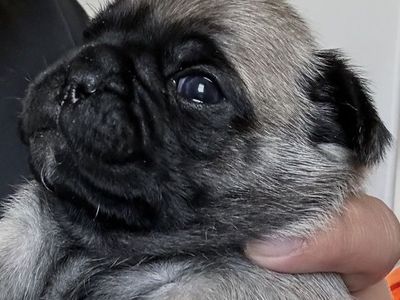 PUREBRED PUG FEMALE PUPPIES