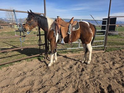 paint gelding