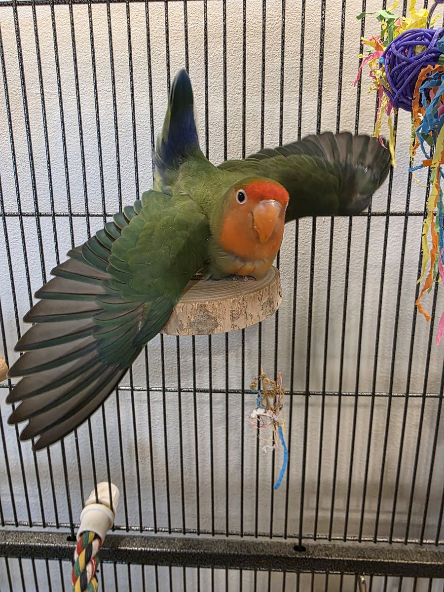 Lovely female lovebird