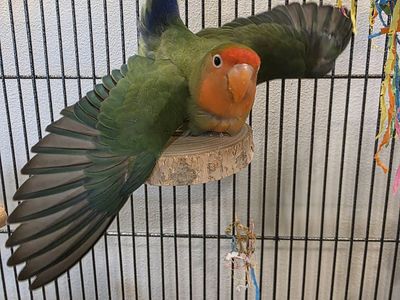 Lovely female lovebird