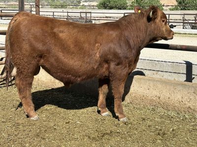 Registered sim angus, simmental bulls