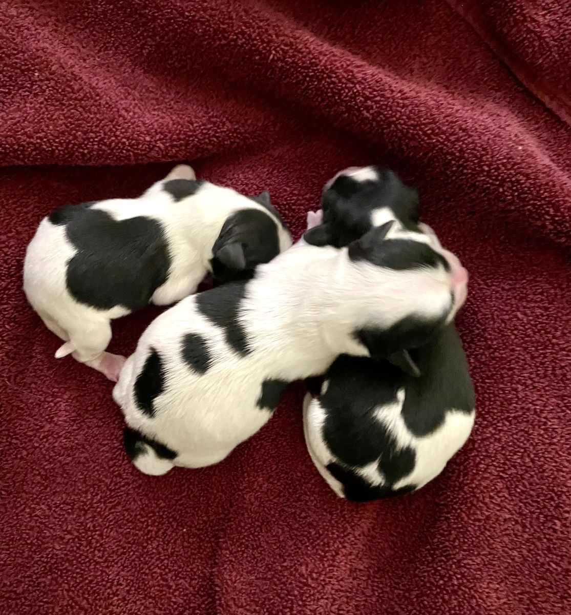 3 Cavalier King Charles x Pomeranian puppies! AKC Parents