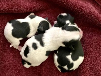 3 Cavalier King Charles x Pomeranian puppies! AKC Parents