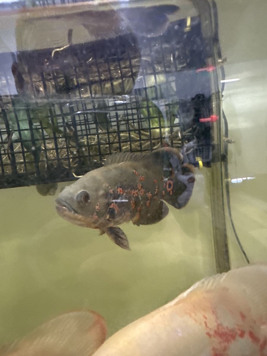 Oscar Fish - Healthy, Vibrant Cichlid for Aquarium
