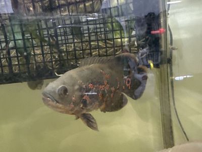 Oscar Fish - Healthy, Vibrant Cichlid for Aquarium