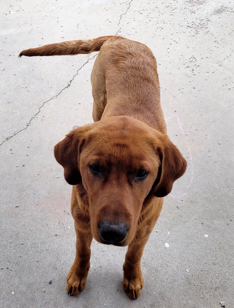 purebred red lab dog
