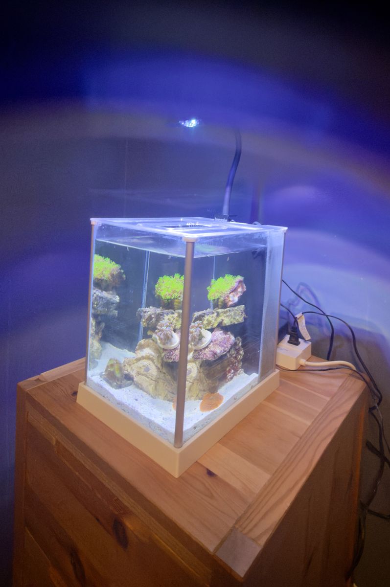 Fluval Spec Pico Reef 2.6 gallon Saktwater