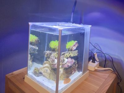 Fluval Spec Pico Reef 2.6 gallon Saktwater