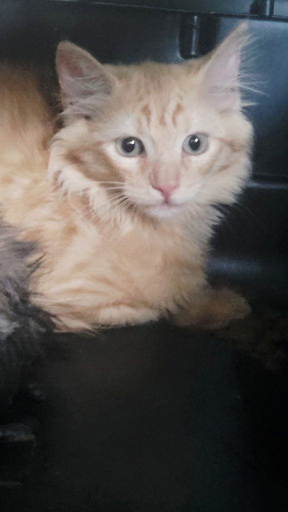 Kittens!!!