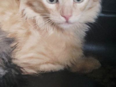 Kittens!!!