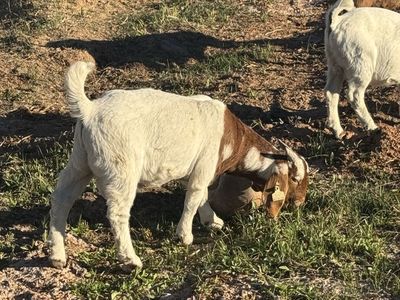 Boer Billies